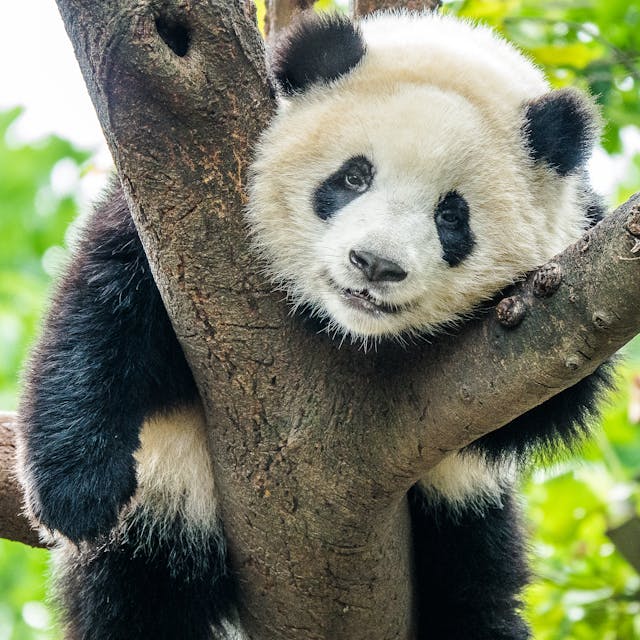 Photo by Mike van Schoonderwalt: https://www.pexels.com/photo/close-up-of-panda-on-the-tree-5504764/